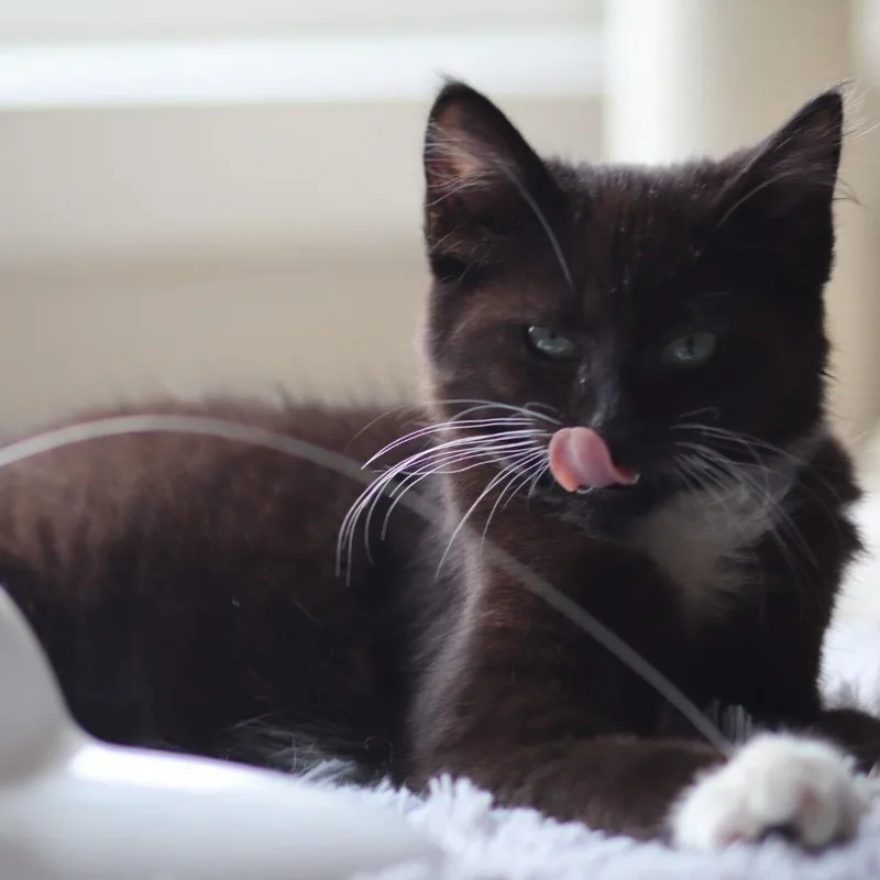 Holly thumbnail 5