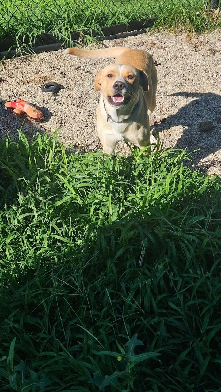 An adult medium-sized male Yellow / Tan / Blond / Fawn Labrador Retriever dog named Powder for adoption in Windsor, CT