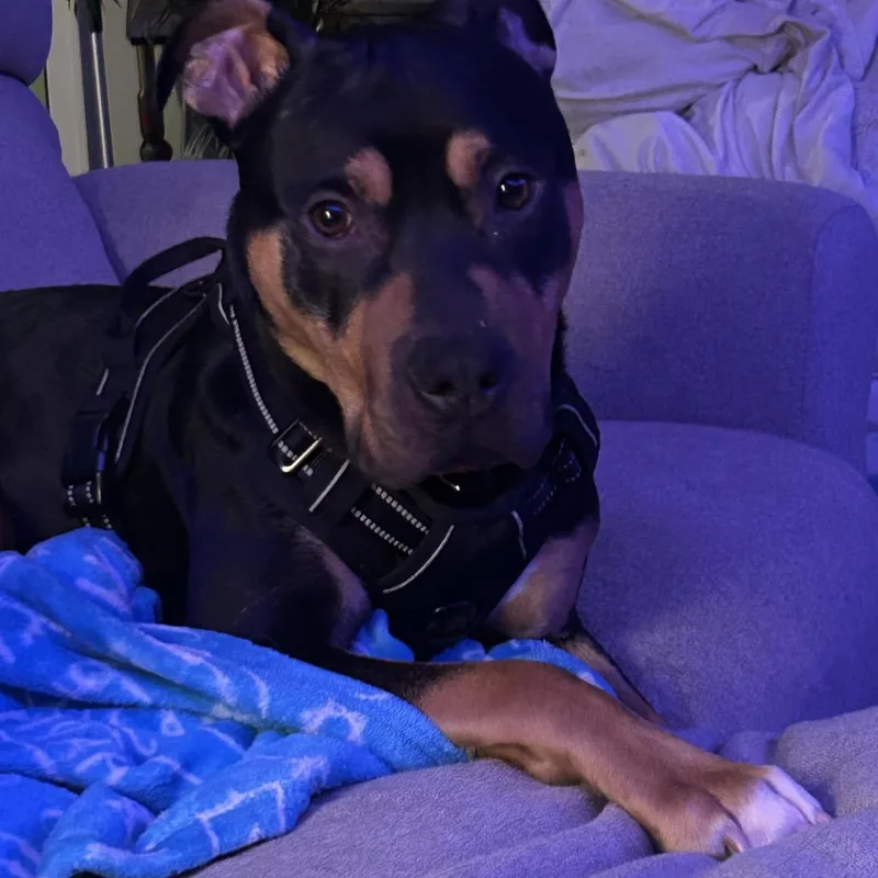 Moose Tracks thumbnail 2