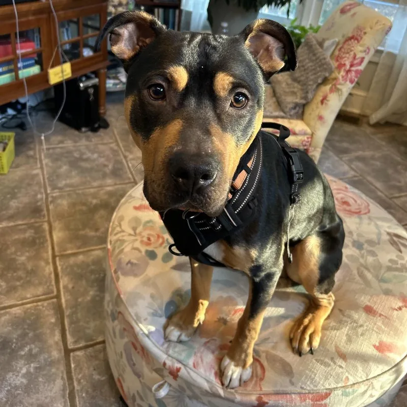 Moose Tracks thumbnail 3