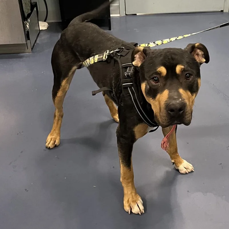 Moose Tracks thumbnail 4