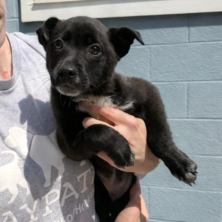 A baby small-sized female Black Mixed Breed dog named Pebbles for adoption in Hopkinton, MA