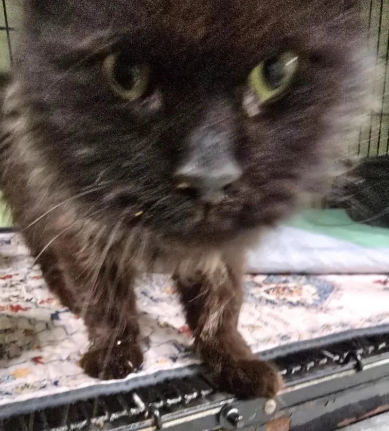 An adult medium-sized male Domestic Long Hair cat named Iggy Pop for adoption in Auburn, IN