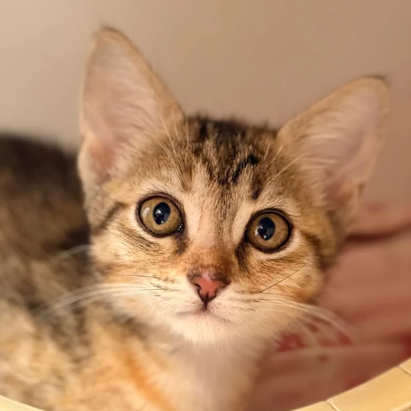 A baby small-sized female Domestic Short Hair cat named Aria for adoption in Cumming, GA