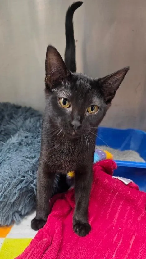 Janine Melnitz thumbnail 2