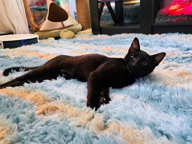 Janine Melnitz thumbnail 3