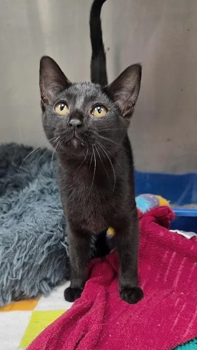 Janine Melnitz thumbnail 5