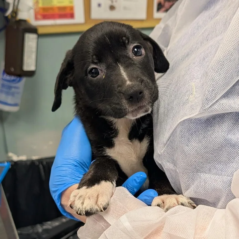 A baby small-sized female Black Retriever dog named Unicorn for adoption in Greenville, SC