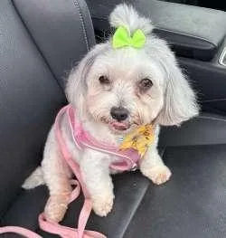 A senior small-sized female White / Cream Maltipoo dog named Mitzi for adoption in Sudbury, MA