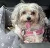 Mitzi thumbnail 2