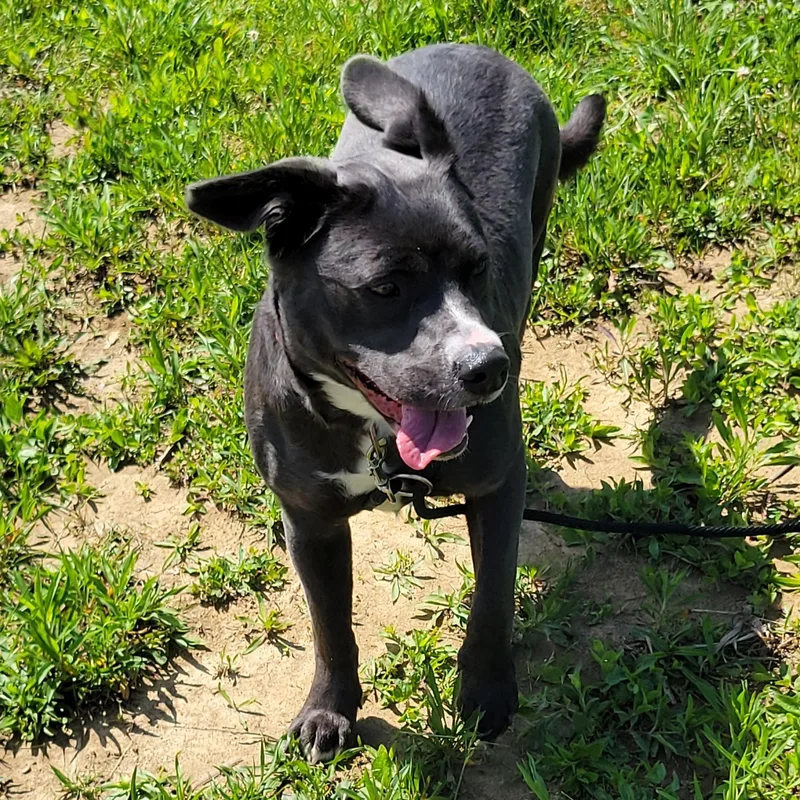 An adult medium-sized female Black Labrador Retriever dog named Bear for adoption in West Jefferson, OH