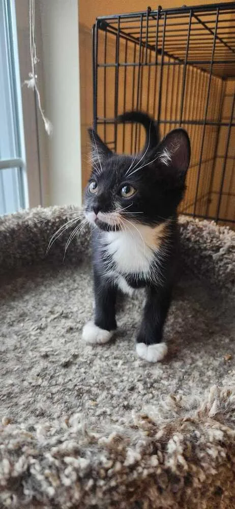 A baby medium-sized male Black & White / Tuxedo Domestic Short Hair cat named Ranger for adoption in North Brunswick, NJ