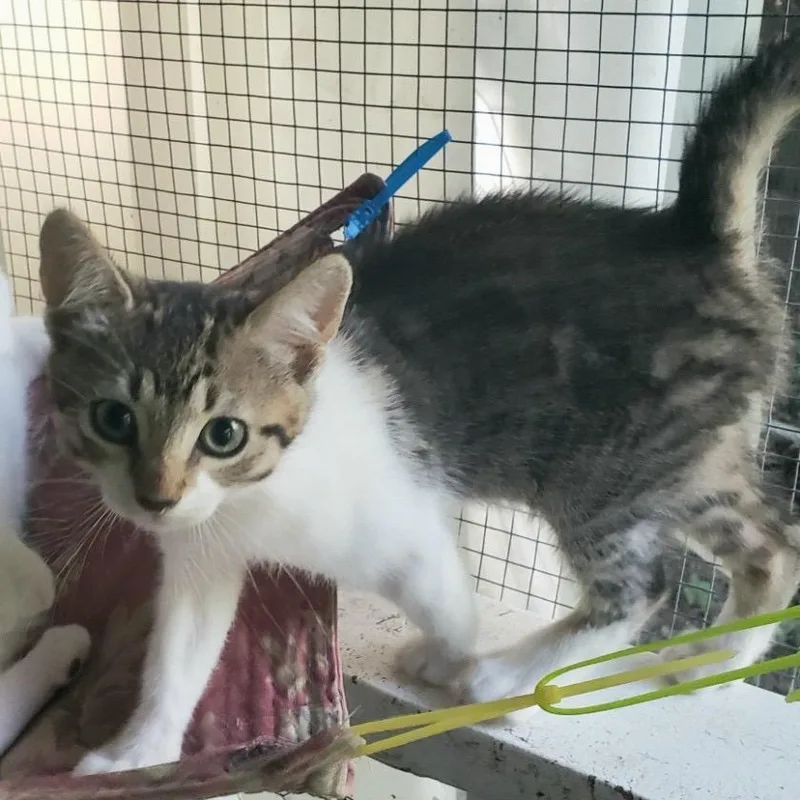 A baby medium-sized female Tabby (Tiger Striped) Domestic Short Hair cat named Helena for adoption in Salt Point, NY