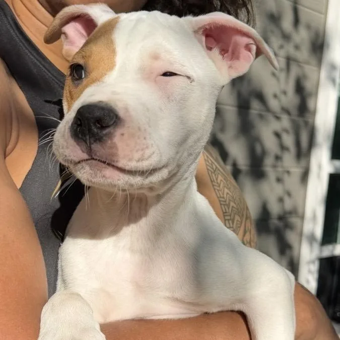 A baby medium-sized male Pit Bull Terrier dog named Bentley for adoption in Krum, TX