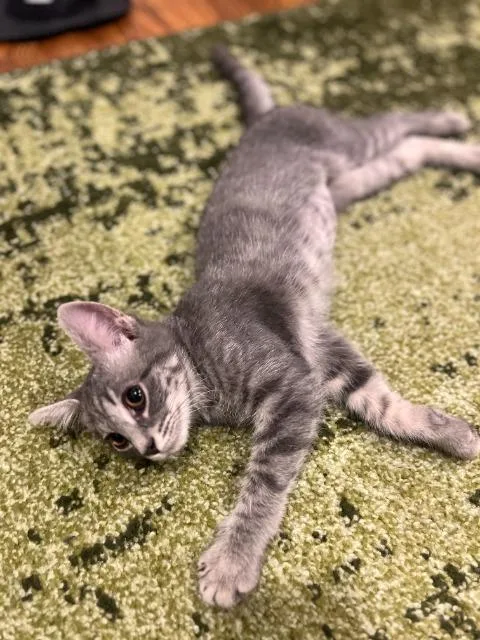 A baby medium-sized female Domestic Short Hair cat named Circuit City for adoption in Cincinnati, OH