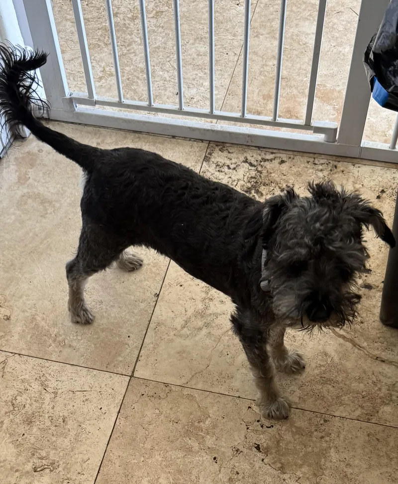 Hypoallergenic Mini Schnauzer Puppy thumbnail 2