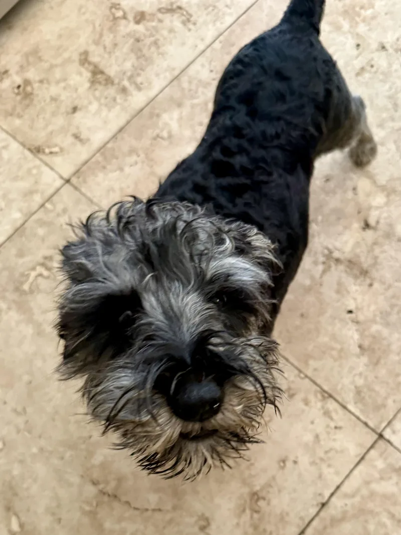 Hypoallergenic Mini Schnauzer Puppy thumbnail 3