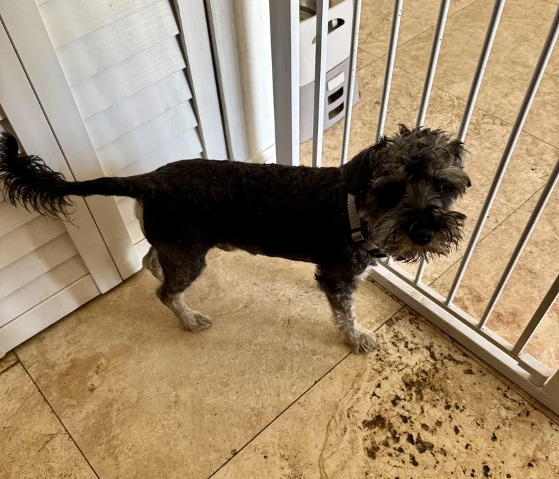 Hypoallergenic Mini Schnauzer Puppy thumbnail 4
