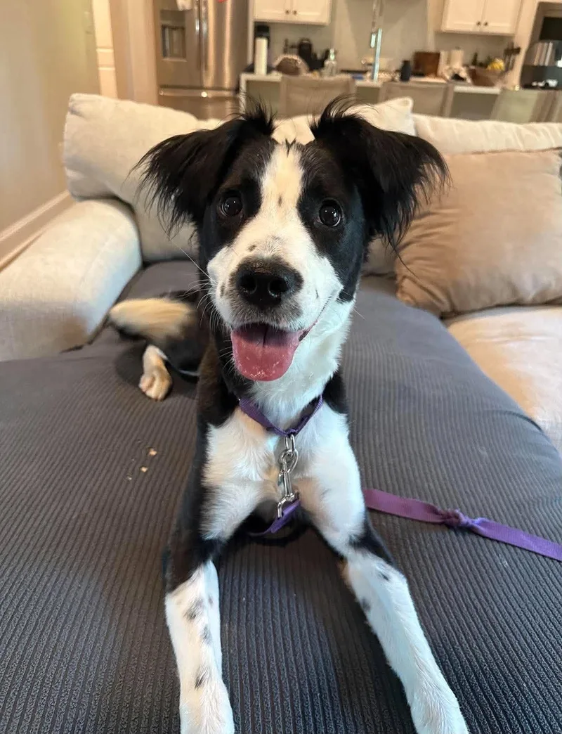 An adult medium-sized female Border Collie dog named Tigger for adoption in Uxbridge, MA