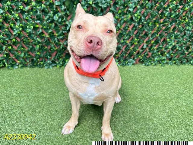 An adult large-sized female Mixed Breed dog named Hazel for adoption in West Palm Beach, FL