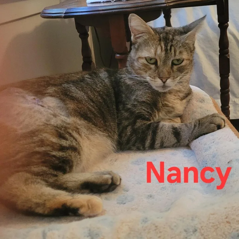 Nancy thumbnail 4