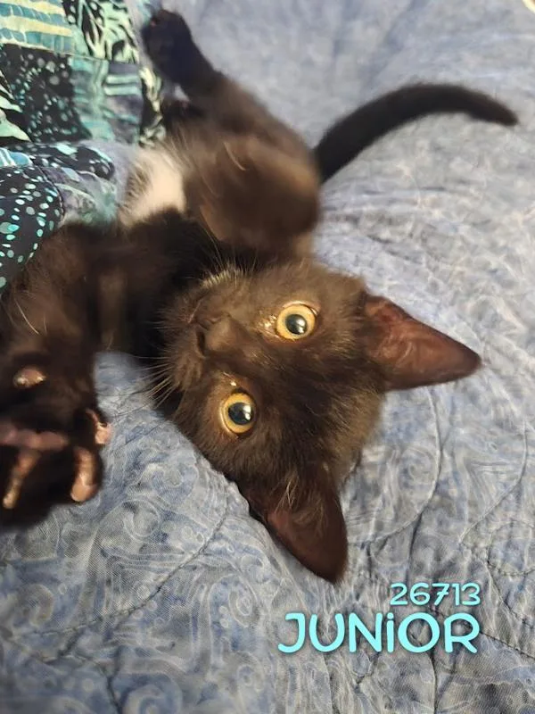 A baby small-sized male Domestic Short Hair cat named Junior for adoption in Oak Ridge, TN