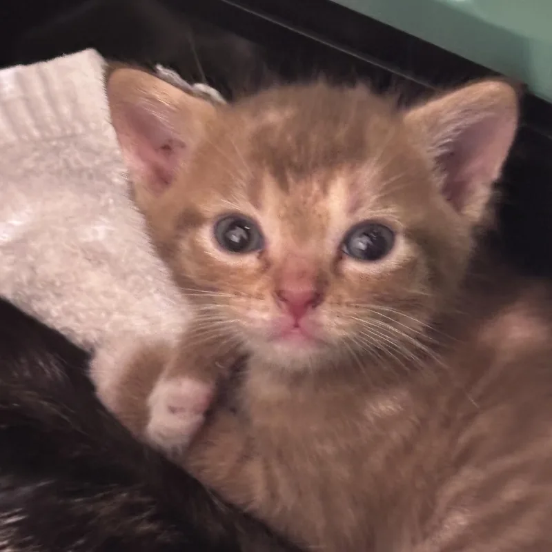 A baby medium-sized female Orange & White Domestic Medium Hair cat named Kiwi for adoption in Liverpool, TX