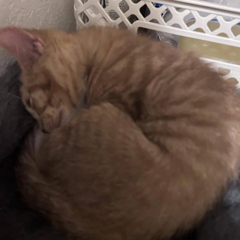 Kiwi thumbnail 4