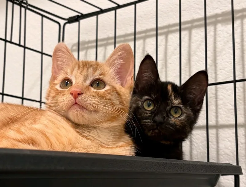 A baby medium-sized female Domestic Short Hair cat named Sally for adoption in Reno, NV