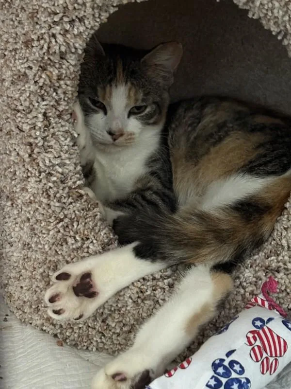 A baby medium-sized female Domestic Short Hair cat named Lorelai for adoption in Stratham, NH