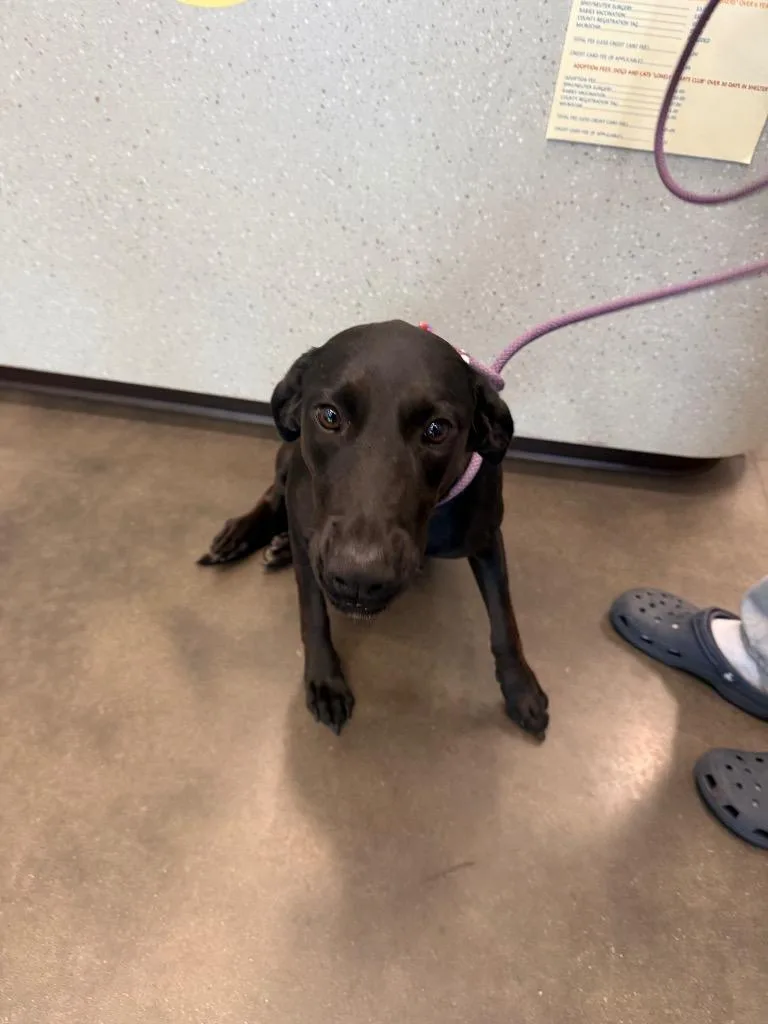An adult medium-sized female Labrador Retriever dog named Molly for adoption in Clarksville, TN
