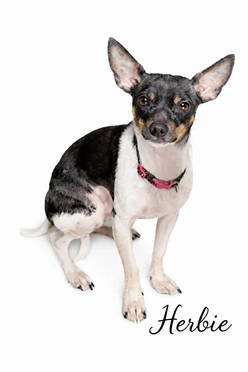 Herbie