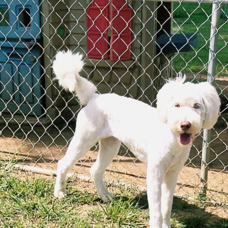 A baby medium-sized female White / Cream Aussiedoodle dog named Nelly for adoption in Athens, AL