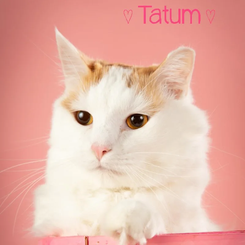 Tatum thumbnail 3