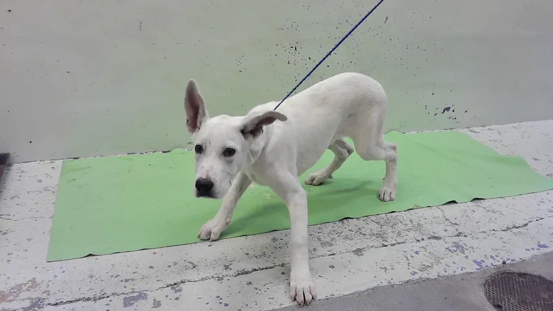 A young small-sized female Labrador Retriever dog named Iris for adoption in Houston, TX