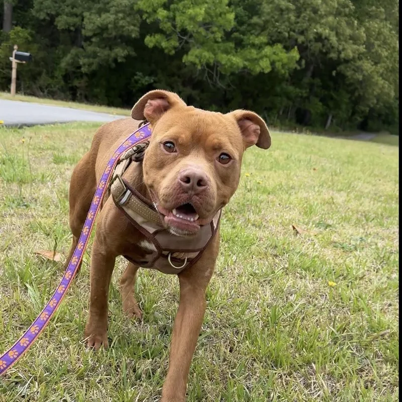 An adult medium-sized male American Staffordshire Terrier dog named Gumdrop for adoption in Lancaster, SC