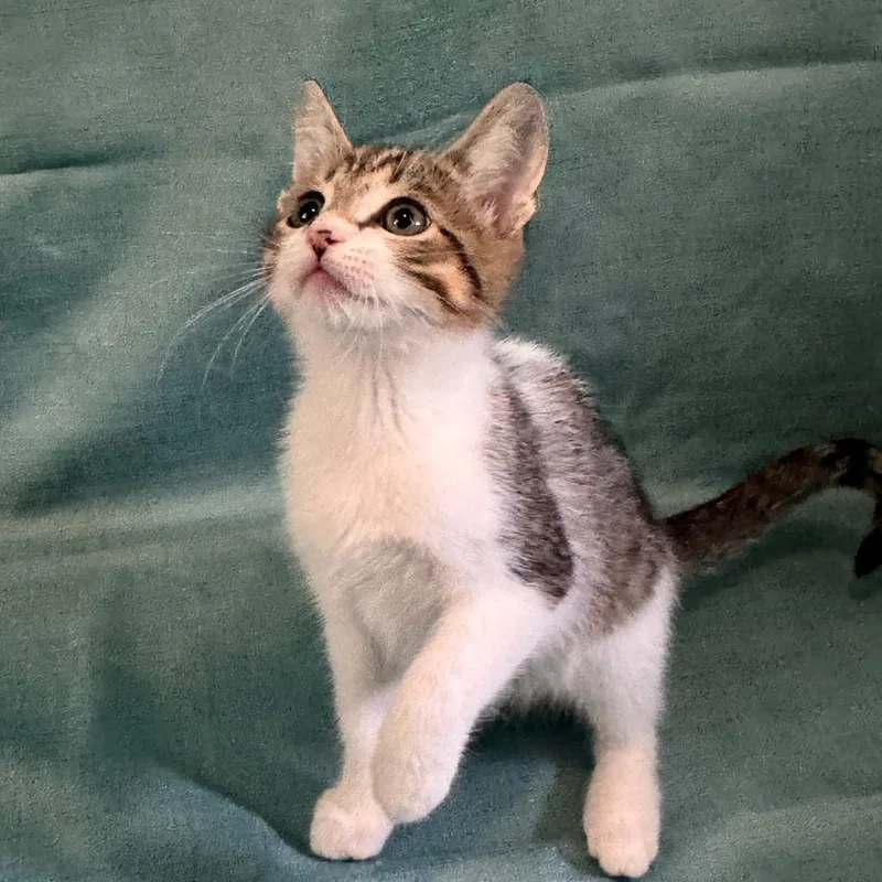 A baby small-sized female Brown / Chocolate Domestic Short Hair cat named Baby Daisy for adoption in TITUSVILLE, FL