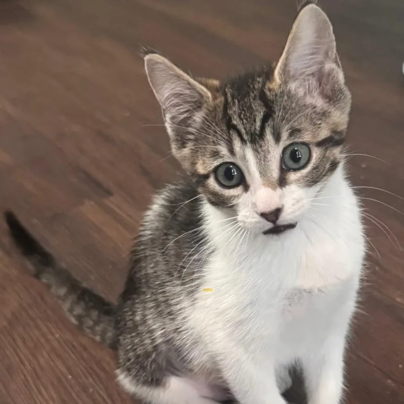 Baby Daisy thumbnail 2