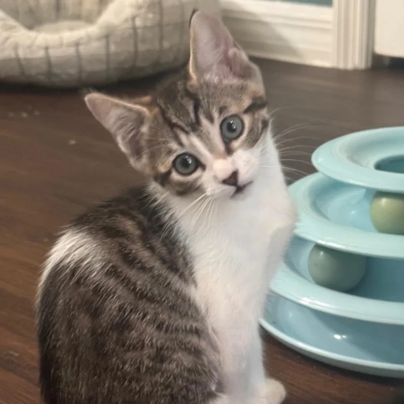 Baby Daisy thumbnail 3