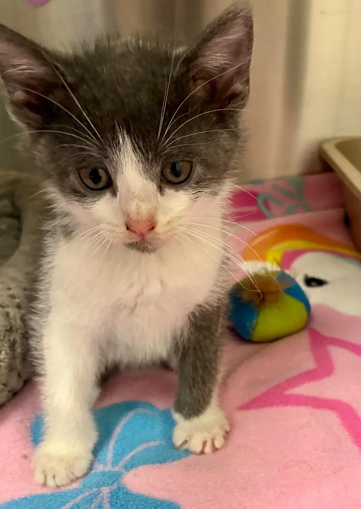 A baby medium-sized male Domestic Short Hair cat named Karson for adoption in Greeneville, TN