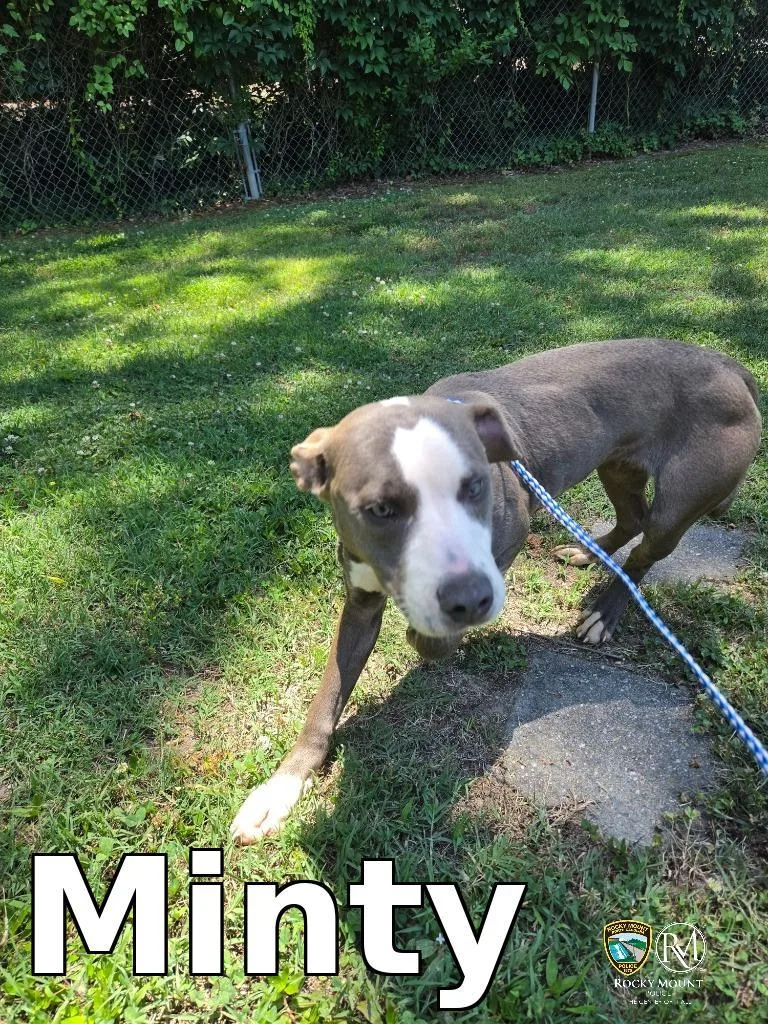 A baby medium-sized female Pit Bull Terrier dog named Minty for adoption in Rocky Mount, NC