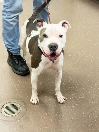 An adult large-sized male Pit Bull Terrier dog named Forest for adoption in South Bend, IN