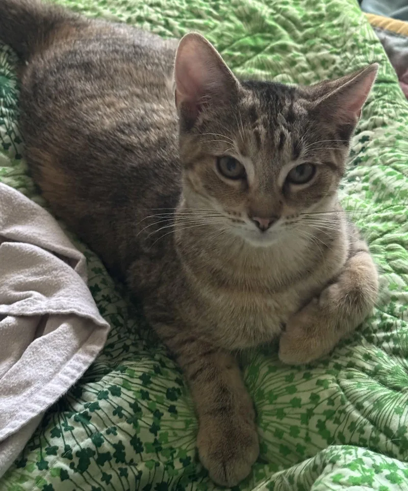 Minerva