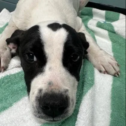 A young large-sized male German Shorthaired Pointer dog named Waylon for adoption in Kansas City, MO
