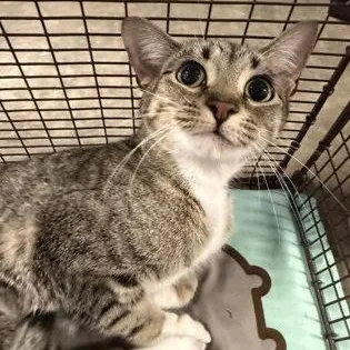 A young medium-sized female Black Domestic Short Hair cat named Elsa for adoption in Rapid City, SD