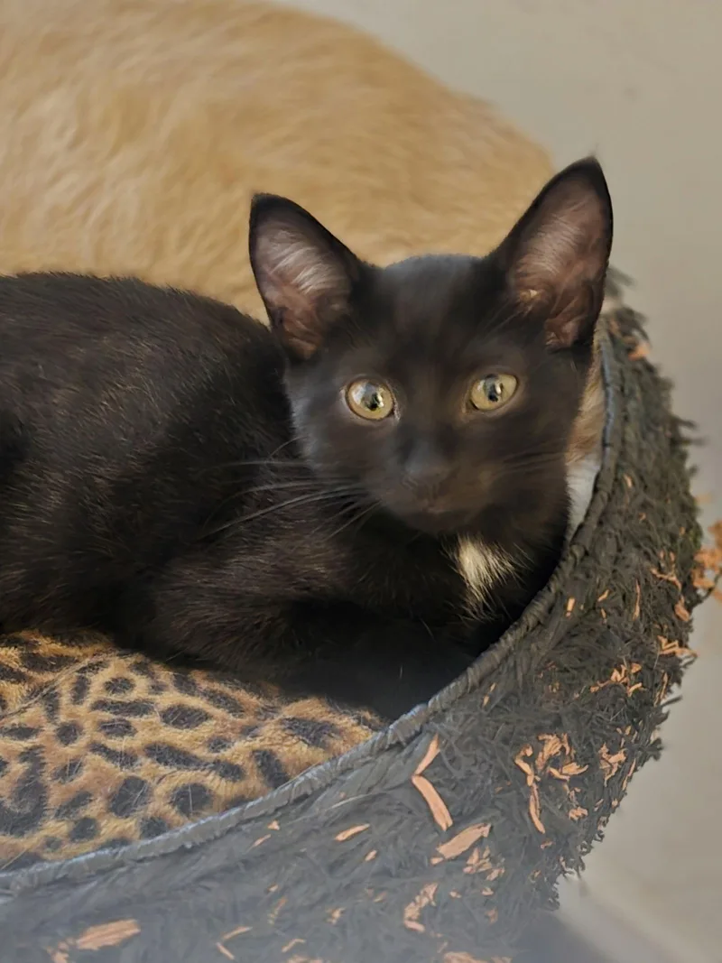 Binkybinkie Willow Grove Area