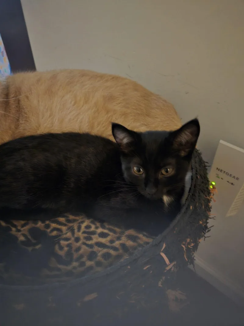 Binkybinkie Willow Grove Area thumbnail 2