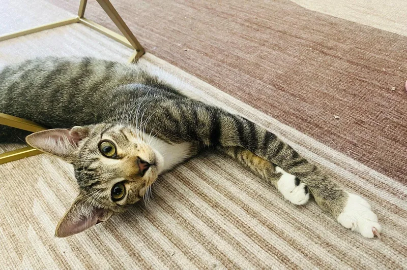 A baby medium-sized male Domestic Short Hair cat named Andrew Mewcarthy for adoption in Los Angeles, CA