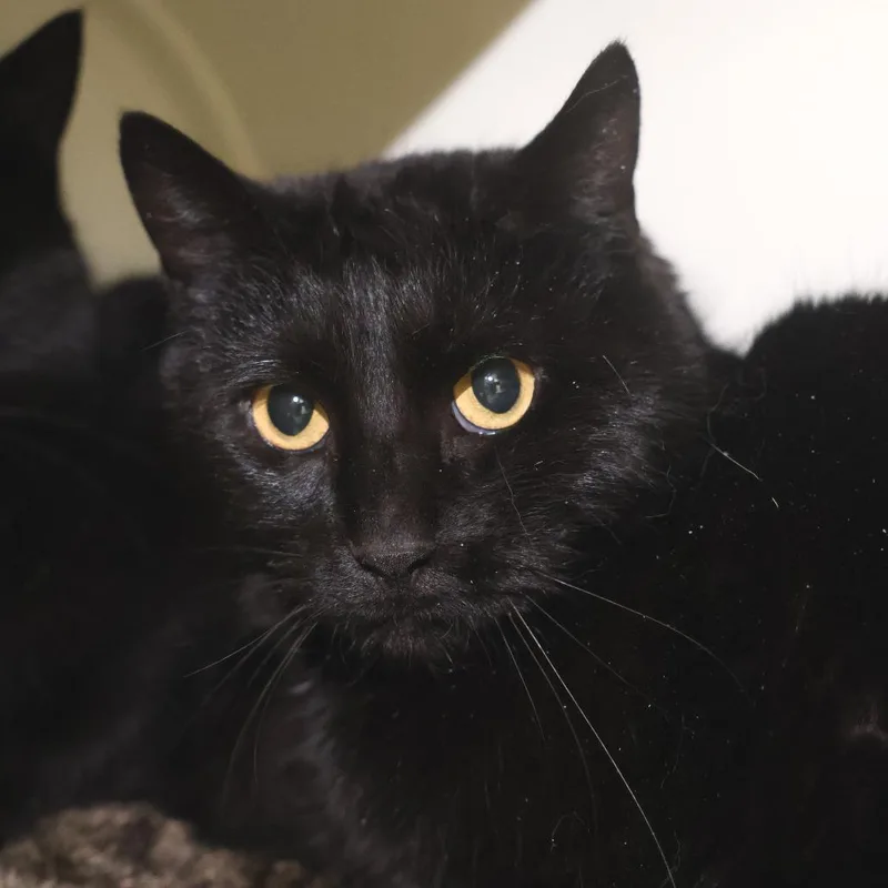 A young medium-sized female Black Domestic Short Hair cat named Ipod for adoption in Briarcliff Manor, NY