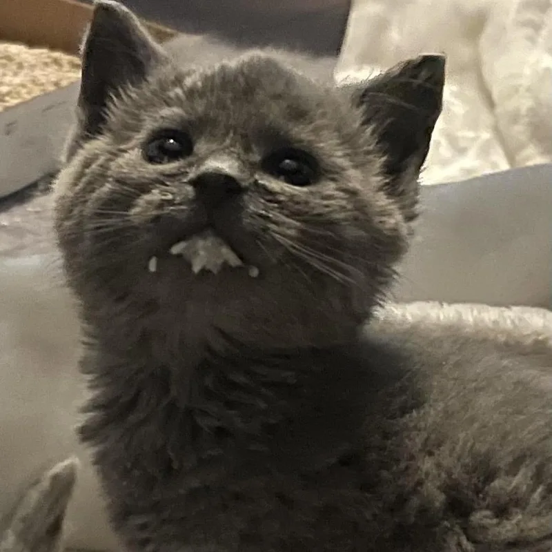 A baby small-sized male Gray / Blue / Silver Domestic Short Hair cat named George for adoption in Fairfax Station, VA